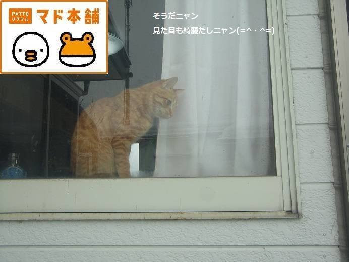 竹原屋本店の★(=^・^=)猫ハウス★模様替えニャン(#^^#)の施工後の写真2