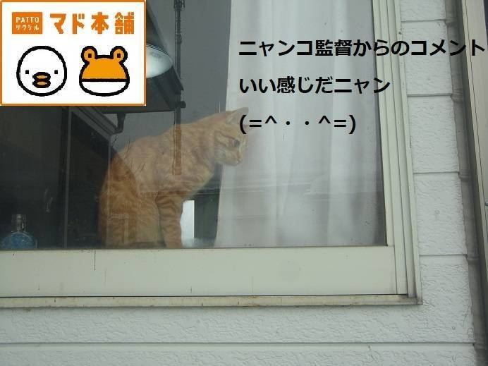 竹原屋本店の★(=^・^=)猫ハウス★模様替えニャン(#^^#)完結編の施工後の写真1