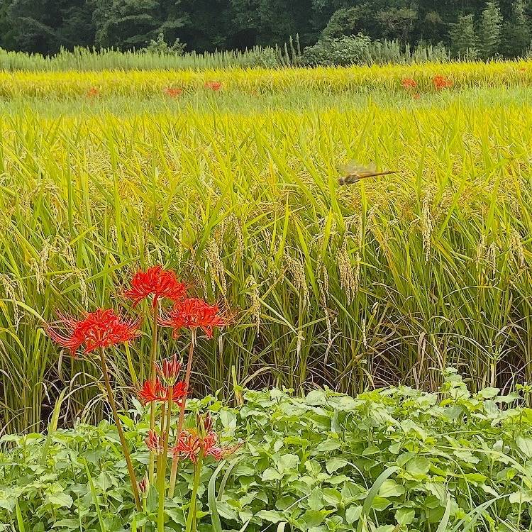 10月営業カレンダー 原口建材店 熊本のブログ 写真1