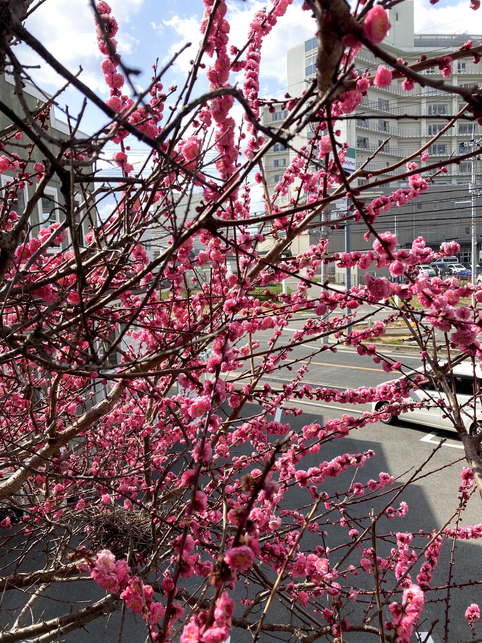 カフェの梅が満開です🌸 サンウインドのブログ 写真2