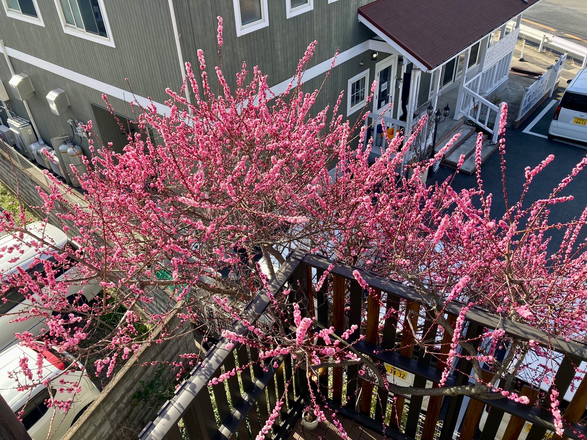 カフェの梅が満開です🌸 サンウインドのブログ 写真1