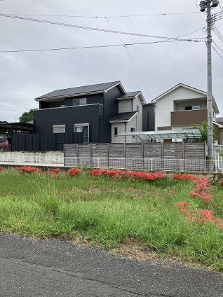 遅咲きの彼岸花が咲きました 小林エコ建材のブログ 写真1