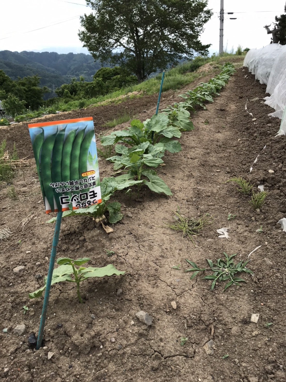 家庭菜園５月中旬 更埴トーヨー住器のブログ 写真4