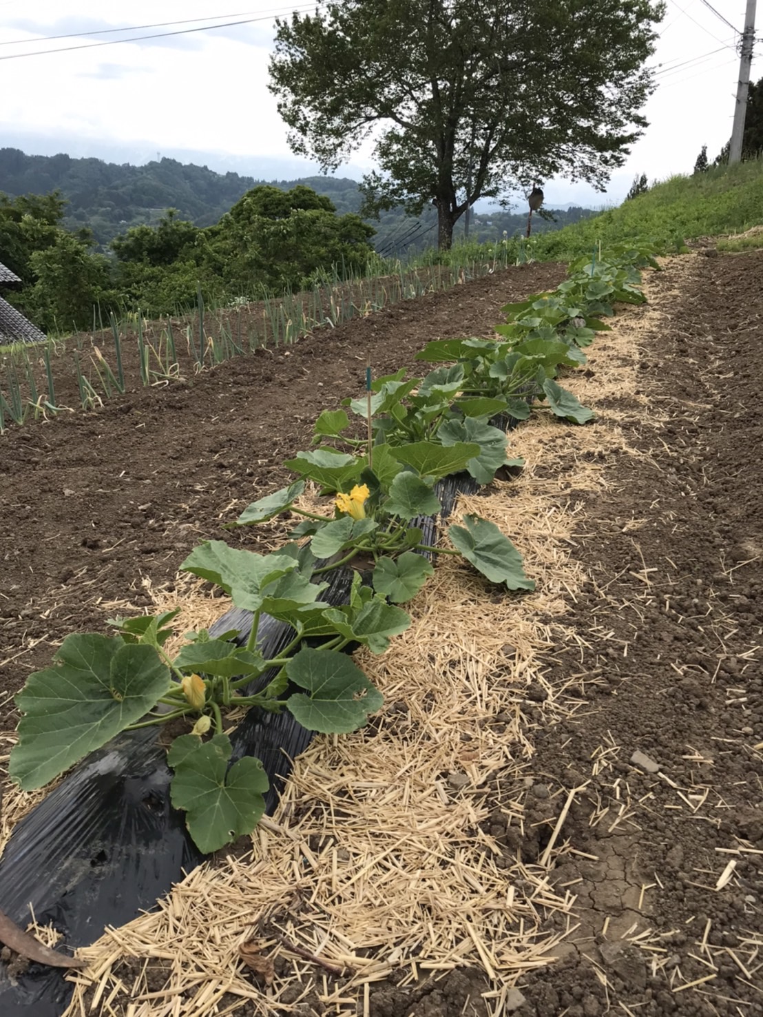 家庭菜園５月中旬 更埴トーヨー住器のブログ 写真2