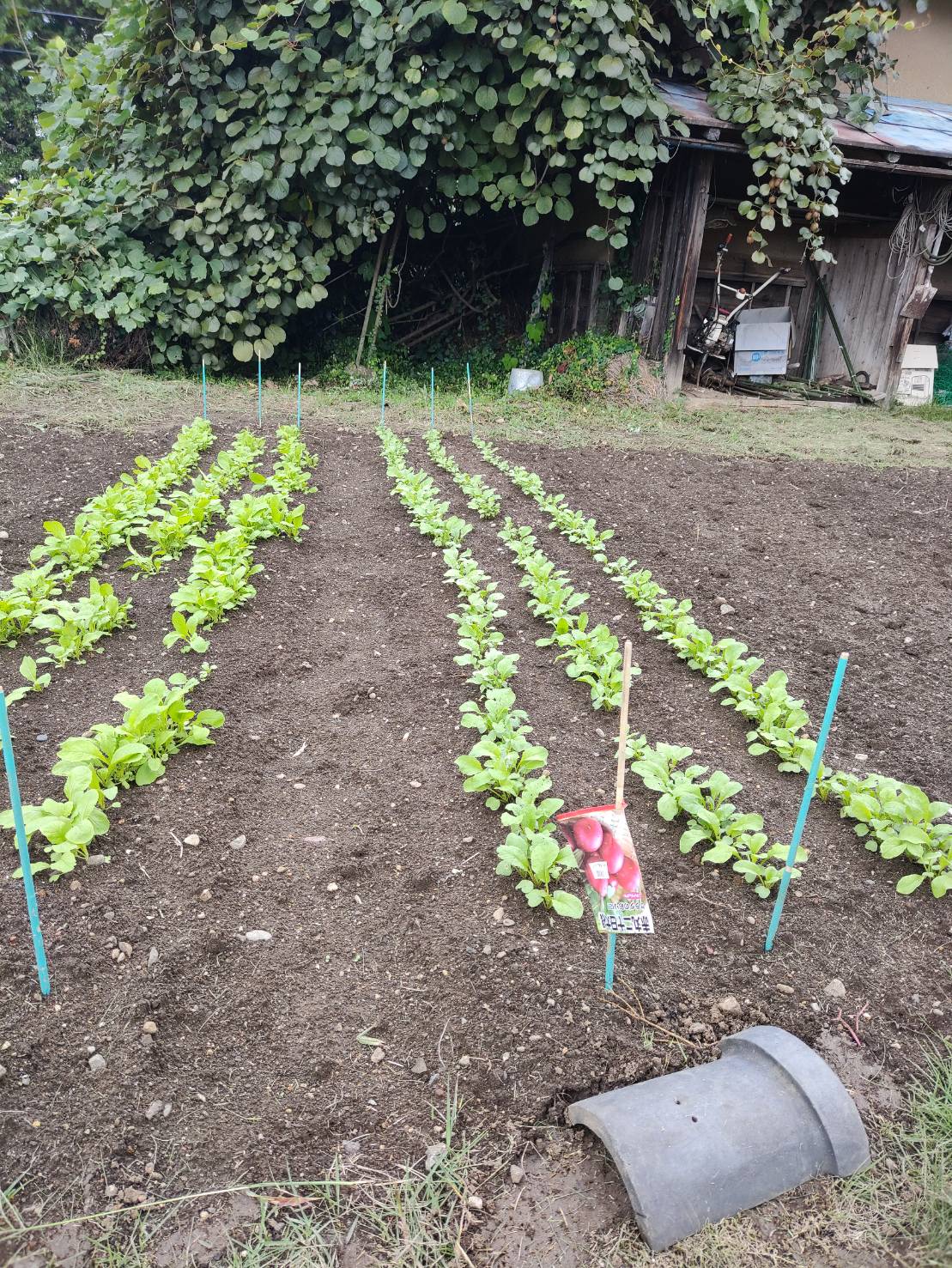 秋野菜の種まき 更埴トーヨー住器のブログ 写真1