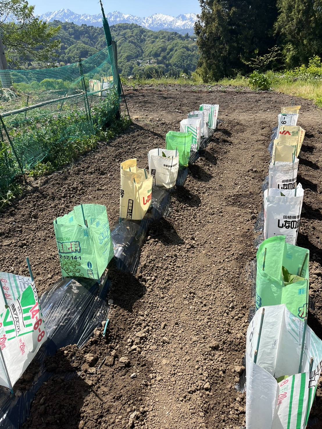 家庭菜園５月上旬 更埴トーヨー住器のブログ 写真1