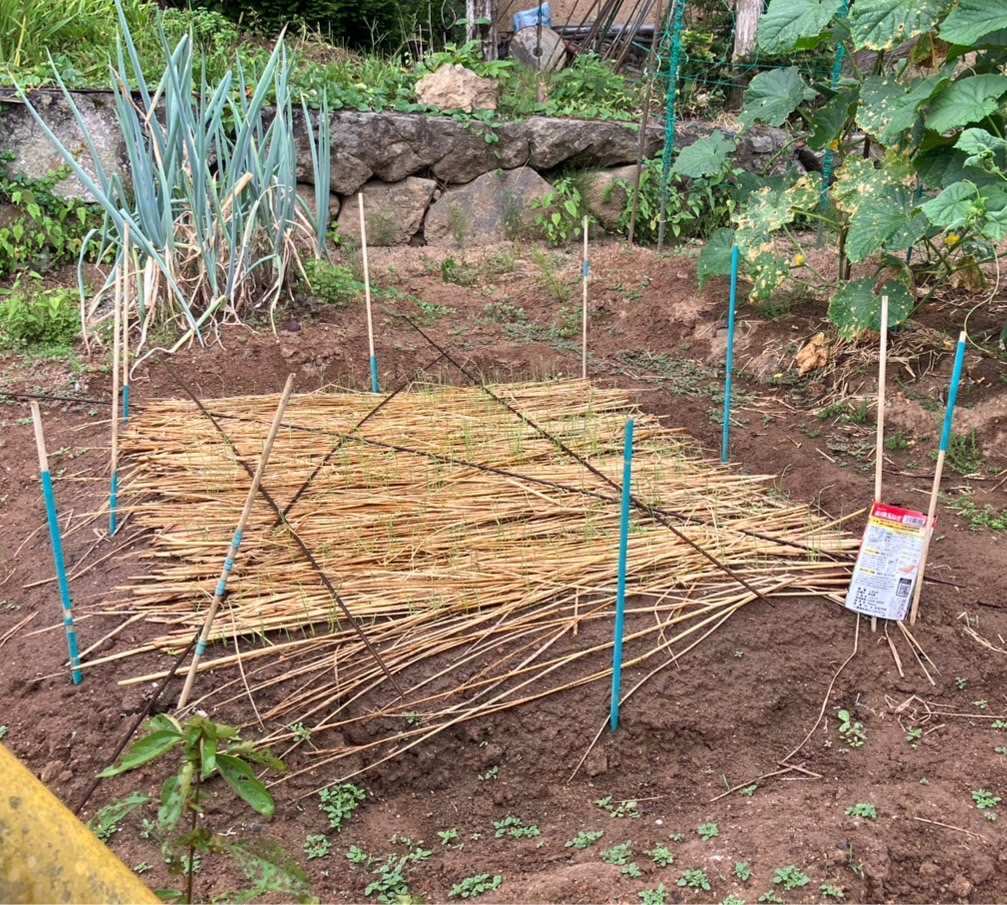 秋野菜の種まき 更埴トーヨー住器のブログ 写真3