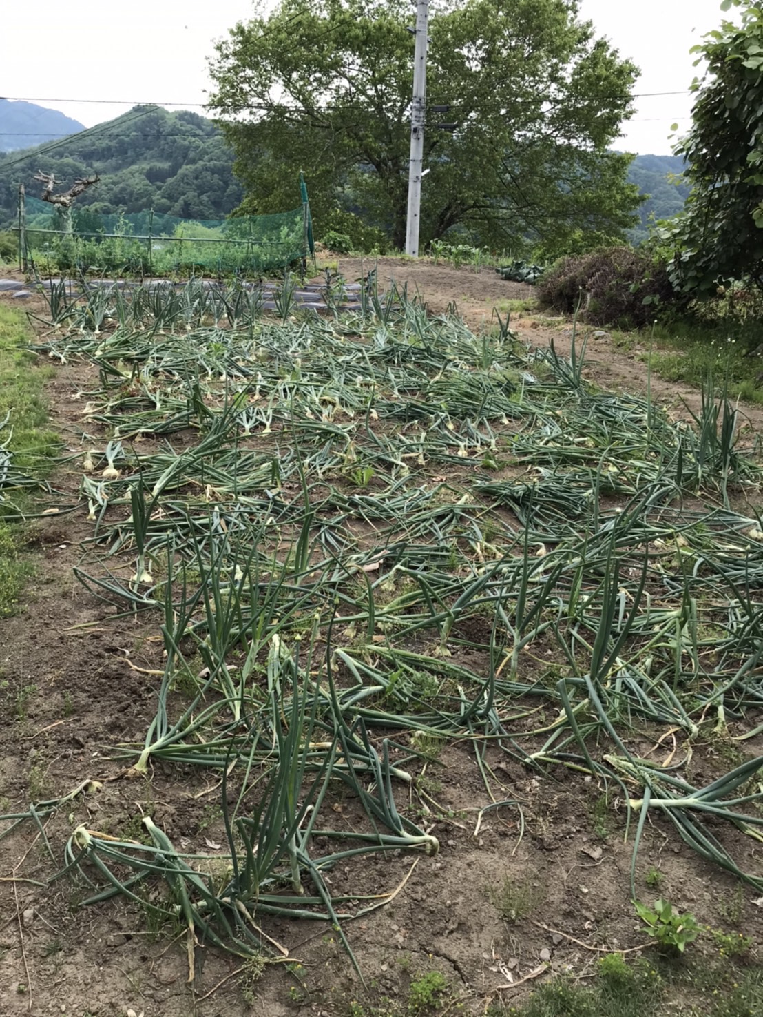 家庭菜園５月中旬 更埴トーヨー住器のブログ 写真3