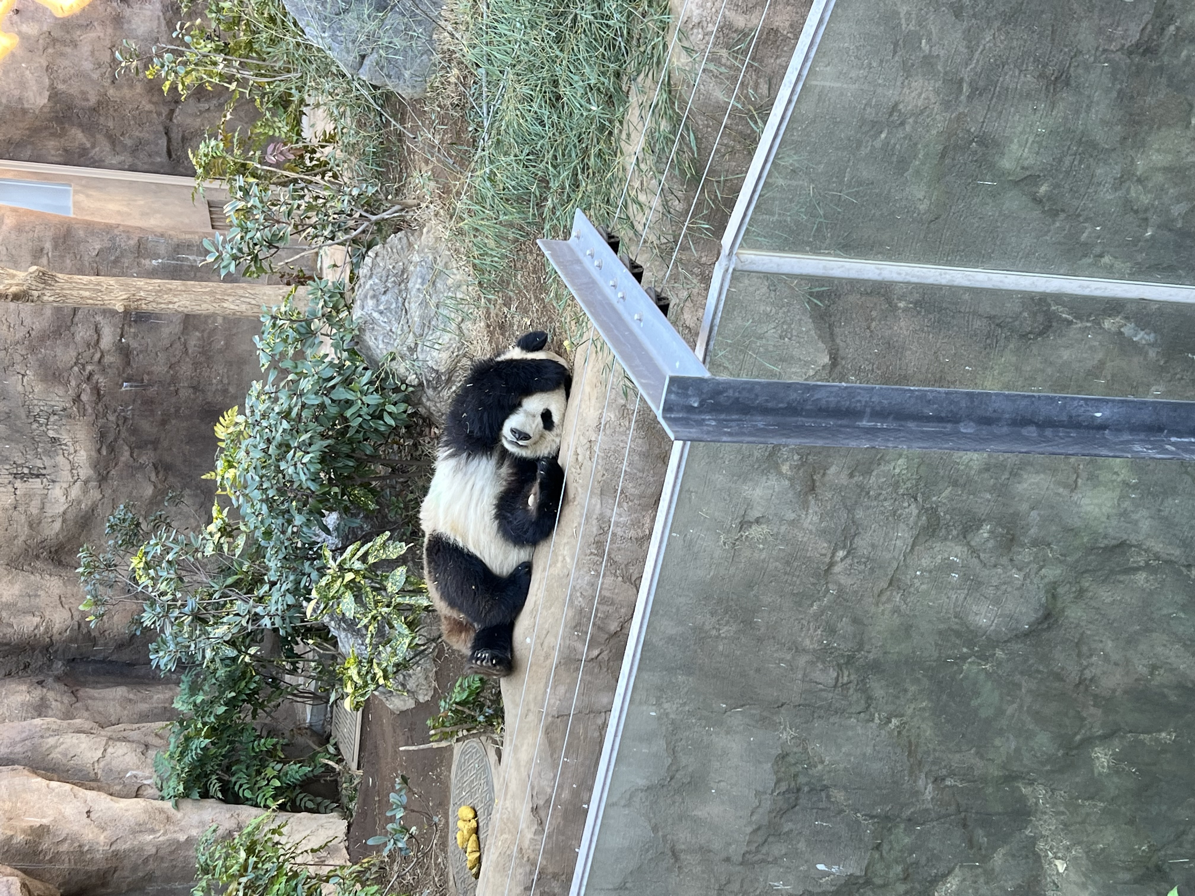 久しぶりの上野動物園(^^♪ 青梅トーヨー住器 所沢店のブログ 写真3