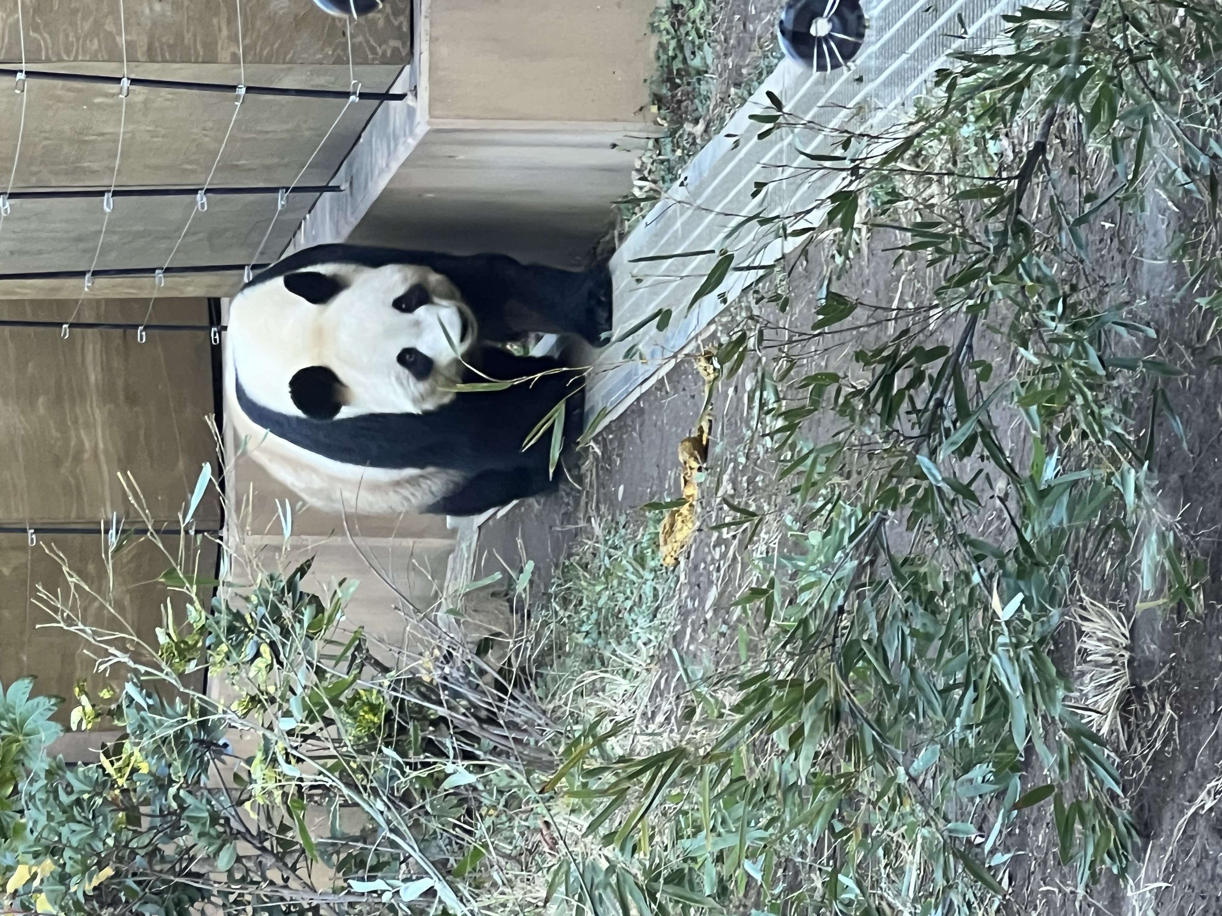 久しぶりの上野動物園(^^♪ 青梅トーヨー住器 所沢店のブログ 写真2