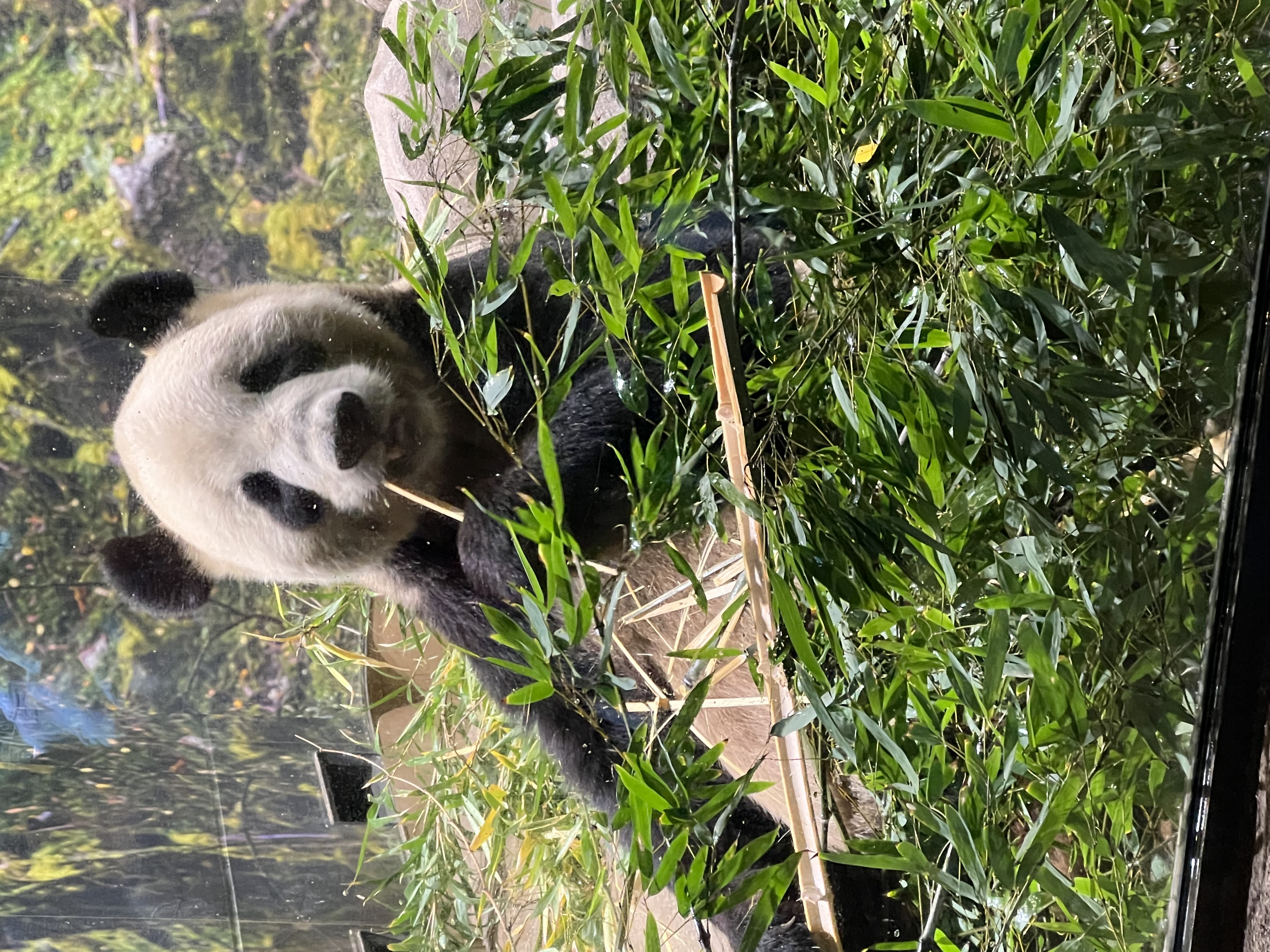 久しぶりの上野動物園(^^♪ 青梅トーヨー住器 所沢店のブログ 写真1