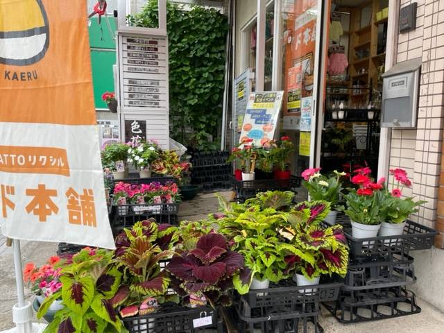 お花入荷しました。 花と窓の店 HANAMADOのイベントキャンペーン 写真2