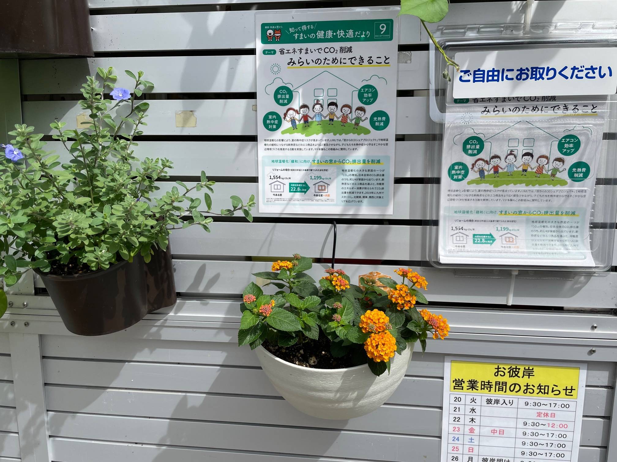 サンタナが綺麗に咲きました。 花と窓の店 HANAMADOのブログ 写真1