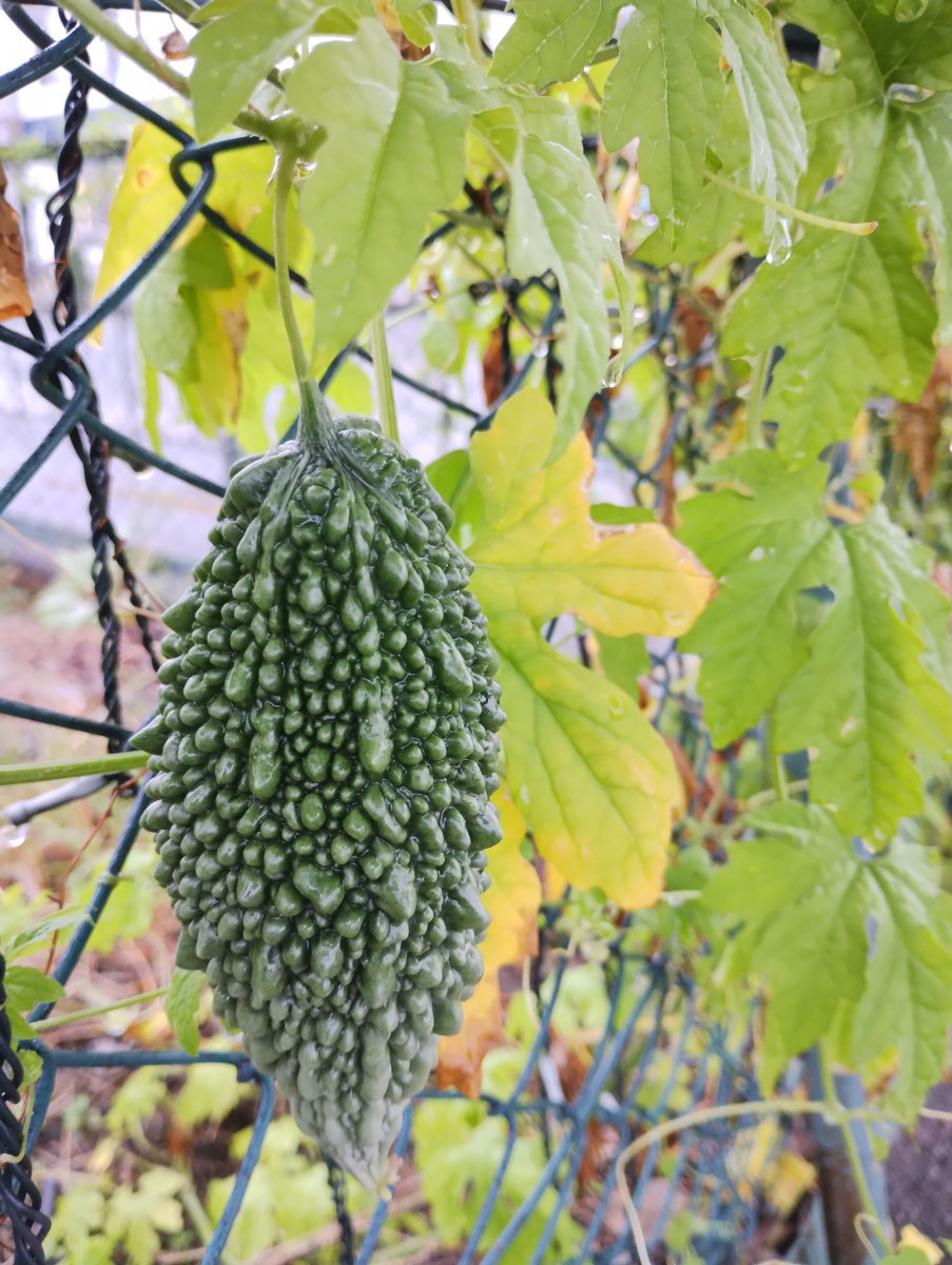 雨の日は気をつけて！ 綿治硝子のブログ 写真1