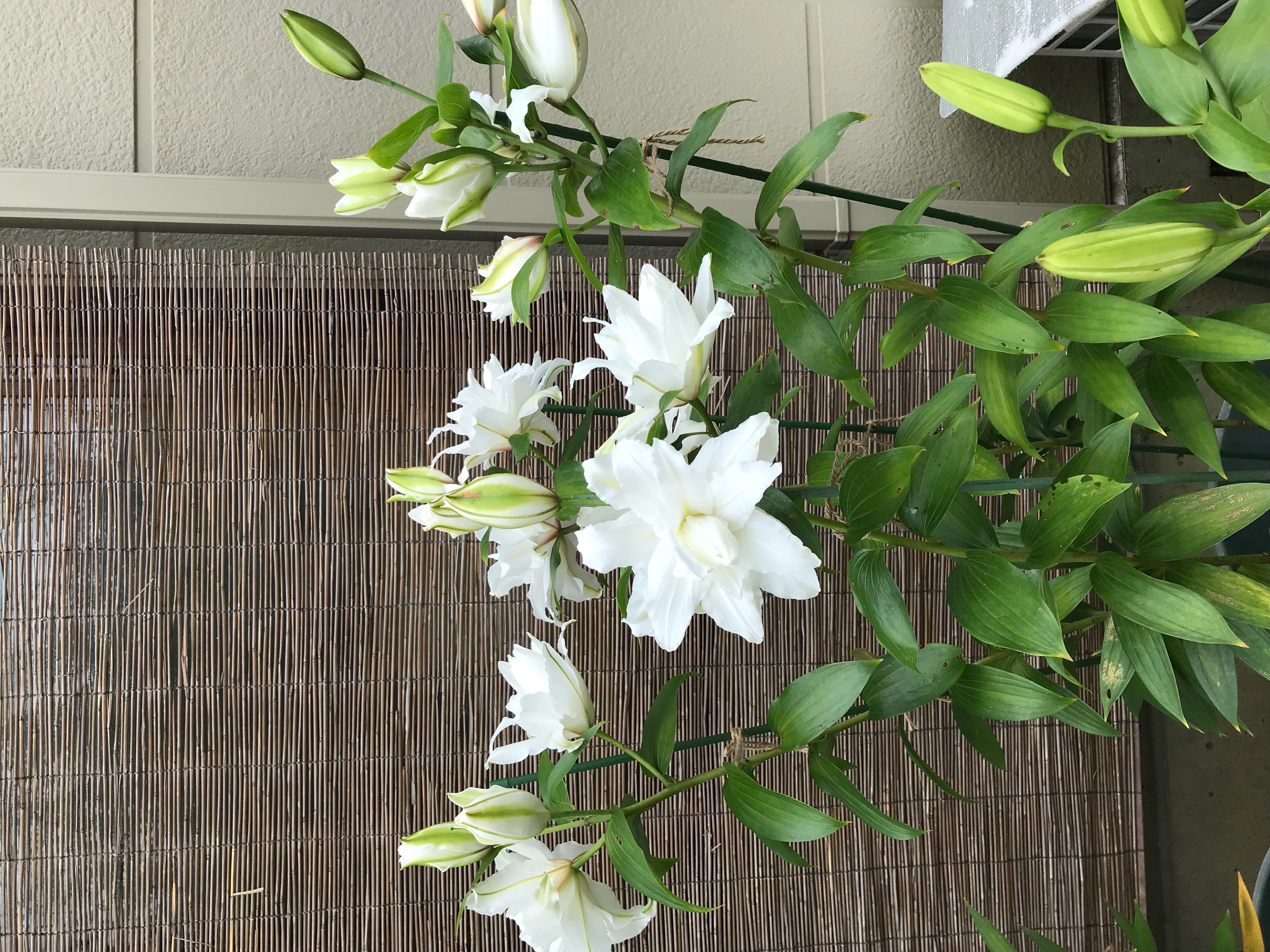 ～ゆりの花が咲きました！～ 桶庄トーヨー住器のブログ 写真3