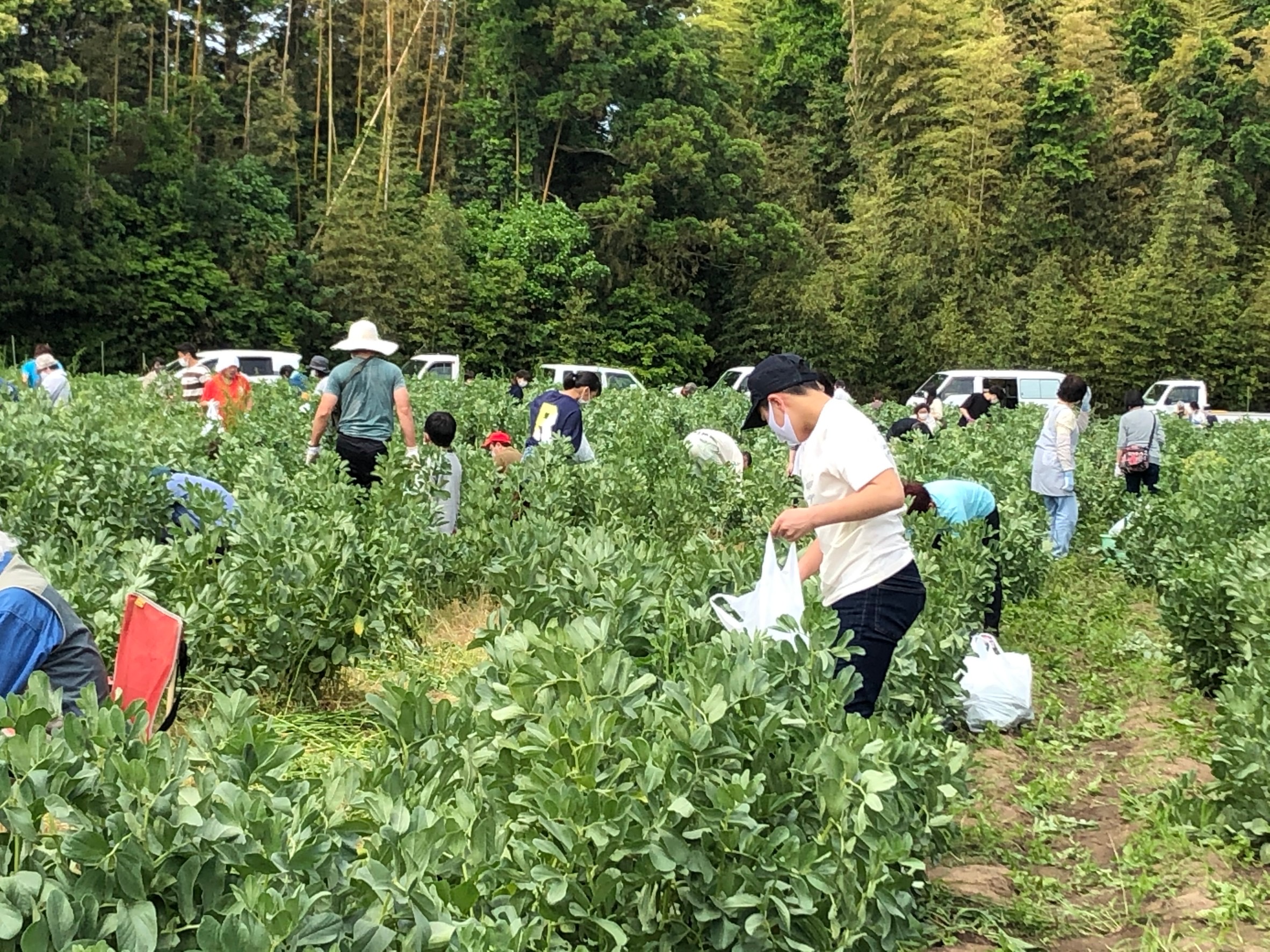 ～そら豆狩り～ 桶庄トーヨー住器のブログ 写真1