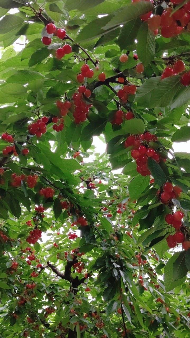 さくらんぼ狩り🍒 飯田トーヨー住器のブログ 写真2