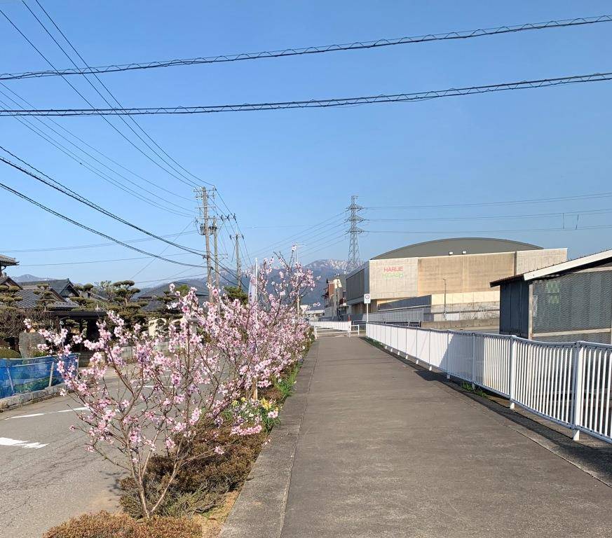 アーモンドの花のお花見 ミヤザキトーヨー住器のブログ 写真3