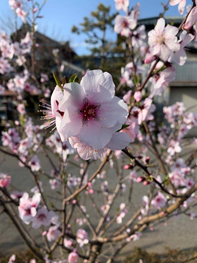 アーモンドの花のお花見 ミヤザキトーヨー住器のブログ 写真2