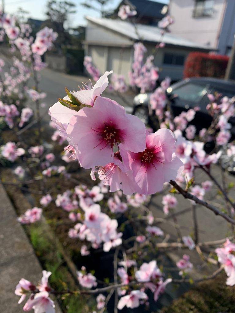 アーモンドの花のお花見 ミヤザキトーヨー住器のブログ 写真1