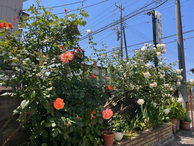 マドリエカラー🌹 常陸トーヨー住器のブログ 写真2