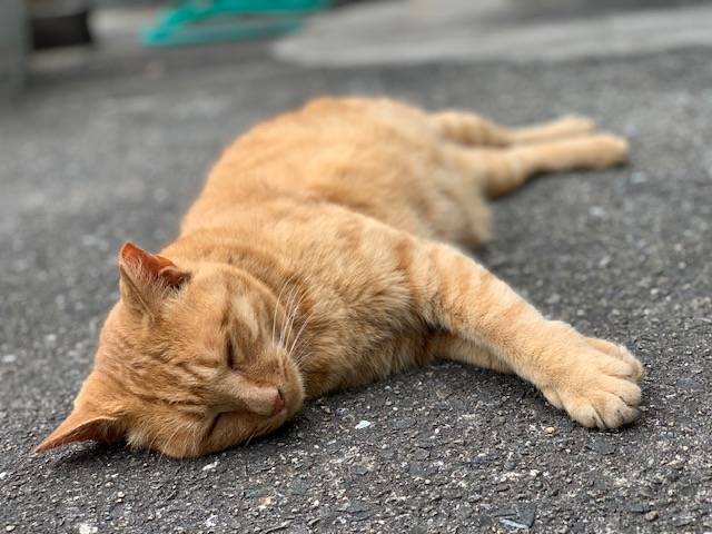 6月21日（水） 花光リフォームのブログ 写真1