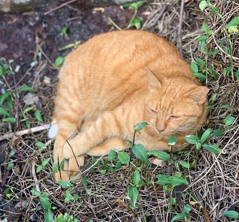 10月4日（水） 花光リフォームのブログ 写真4