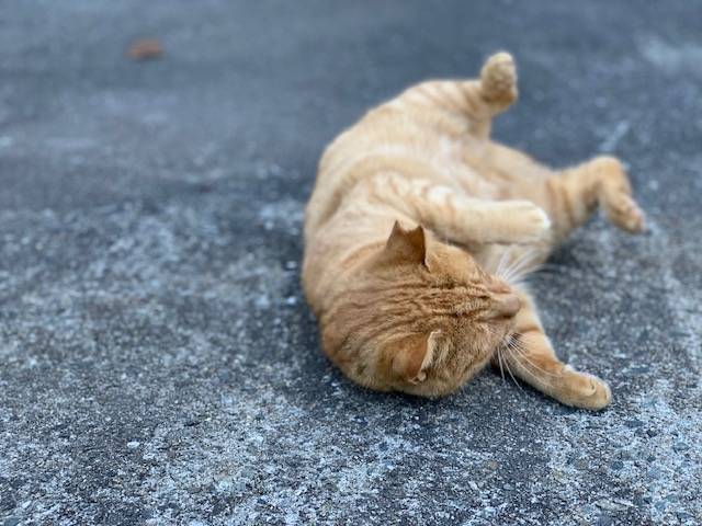 11月7日（火） 花光リフォームのブログ 写真1