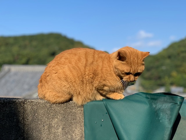 11月15日（水） 花光リフォームのブログ 写真1