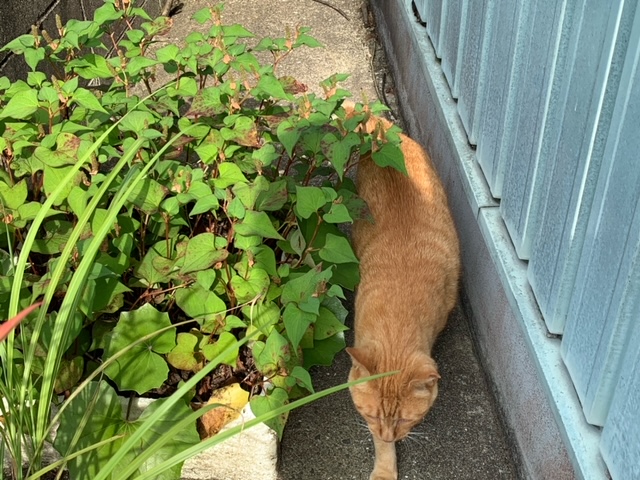 6月19日（水） 花光リフォームのブログ 写真2