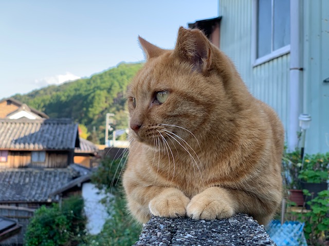 11月14日（木） 花光リフォームのブログ 写真1