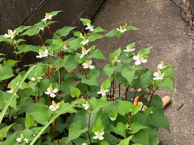 5月22日（水） 花光リフォームのブログ 写真1