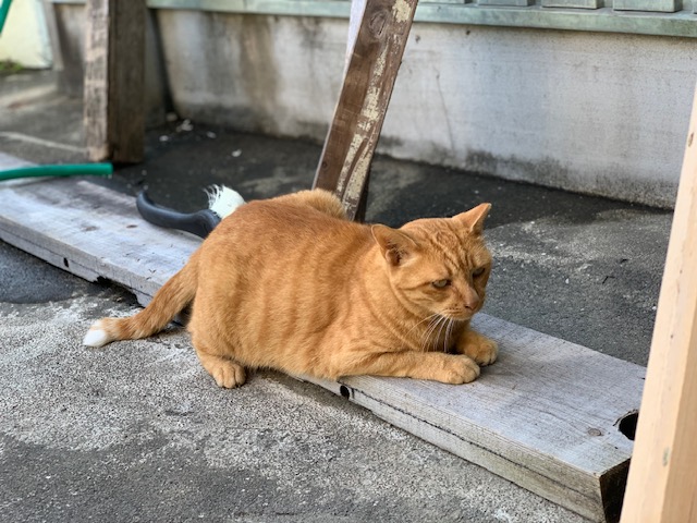 8月3日（土） 花光リフォームのブログ 写真1