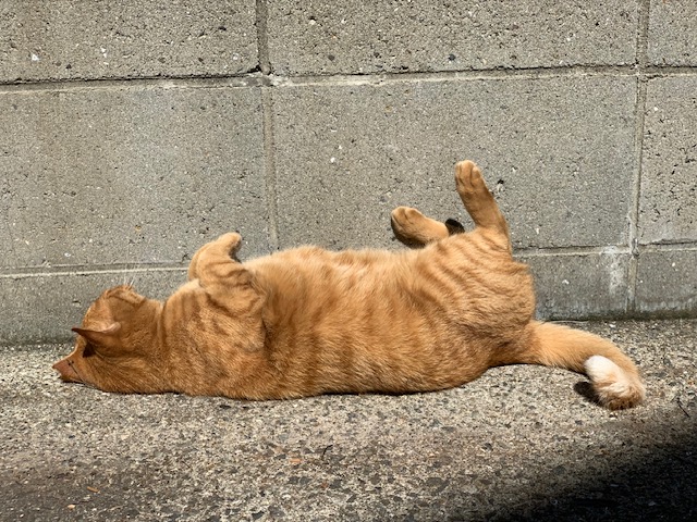 10月10日（木） 花光リフォームのブログ 写真1