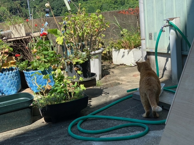 9月6日（金） 花光リフォームのブログ 写真1