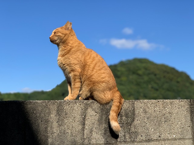 11月7日（木） 花光リフォームのブログ 写真2