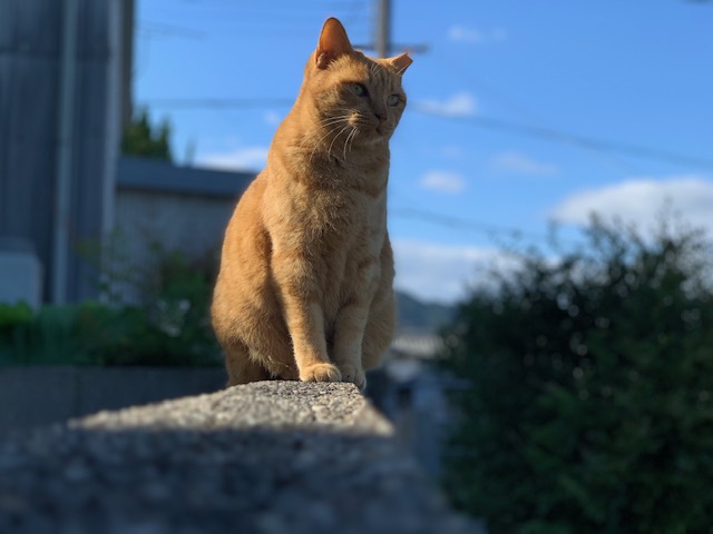 11月7日（木） 花光リフォームのブログ 写真5