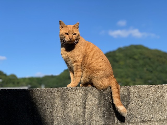 11月7日（木） 花光リフォームのブログ 写真1