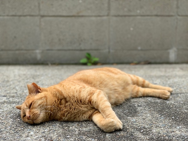 5月15日（水） 花光リフォームのブログ 写真3