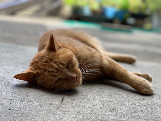 7月25日（木） 花光リフォームのブログ 写真1