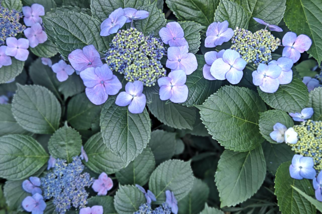 庭の紫陽花　-2- 諫早トーヨーのブログ 写真1