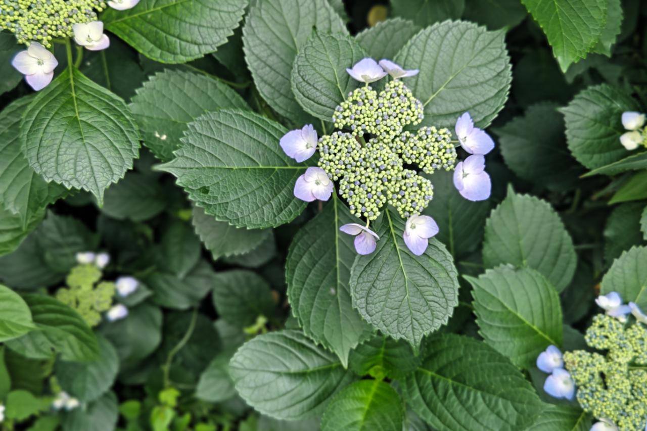 庭の紫陽花 諫早トーヨーのブログ 写真1