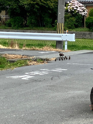 カモの親子に遭遇しました！ NCCトーヨー住器 伊那店のブログ 写真1