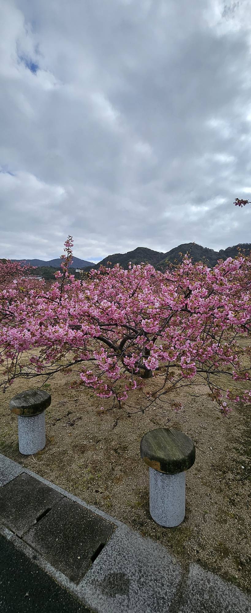 いい季節になっていきますね😊 山口西京トーヨー住器 長門のブログ 写真1