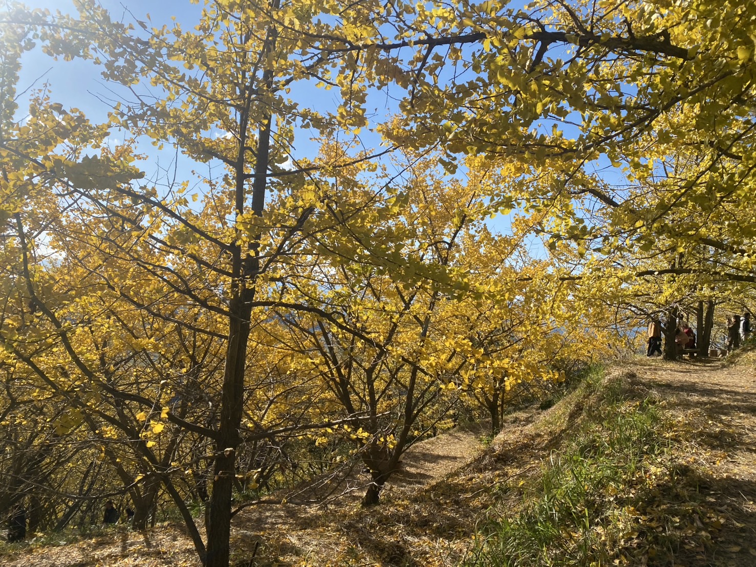 垂水千本イチョウ園💛 米田トーヨー住器のブログ 写真2