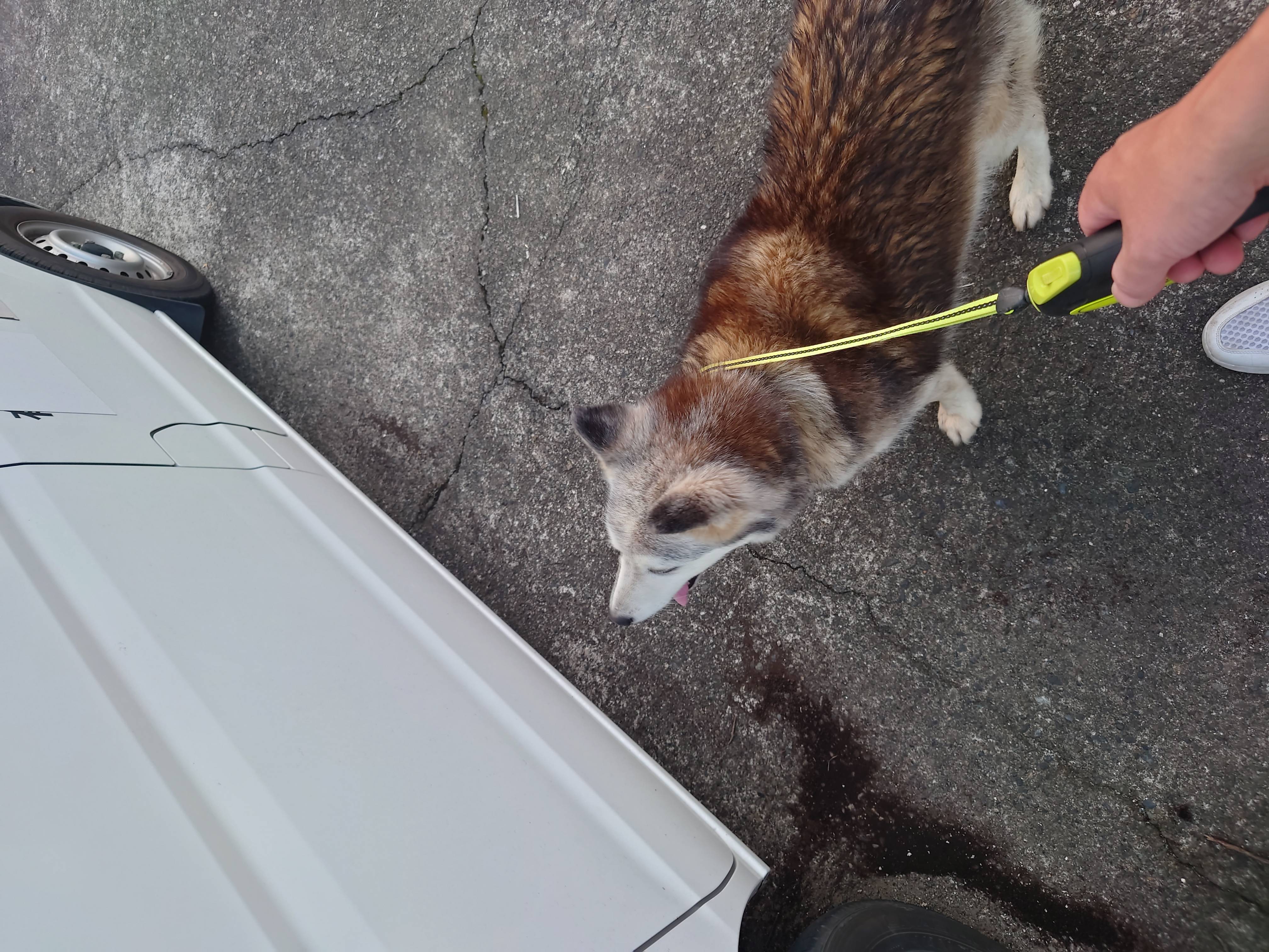 車大好きな犬 大泉トーヨー住器のブログ 写真1