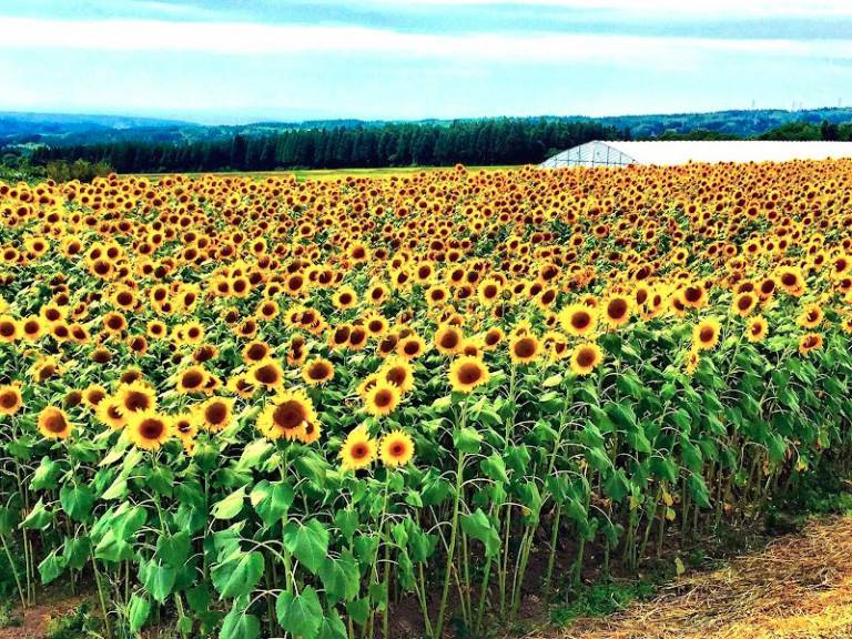 鳥海山麓ゆざ藤井ひまわり畑🌻 阿部多のブログ 写真2