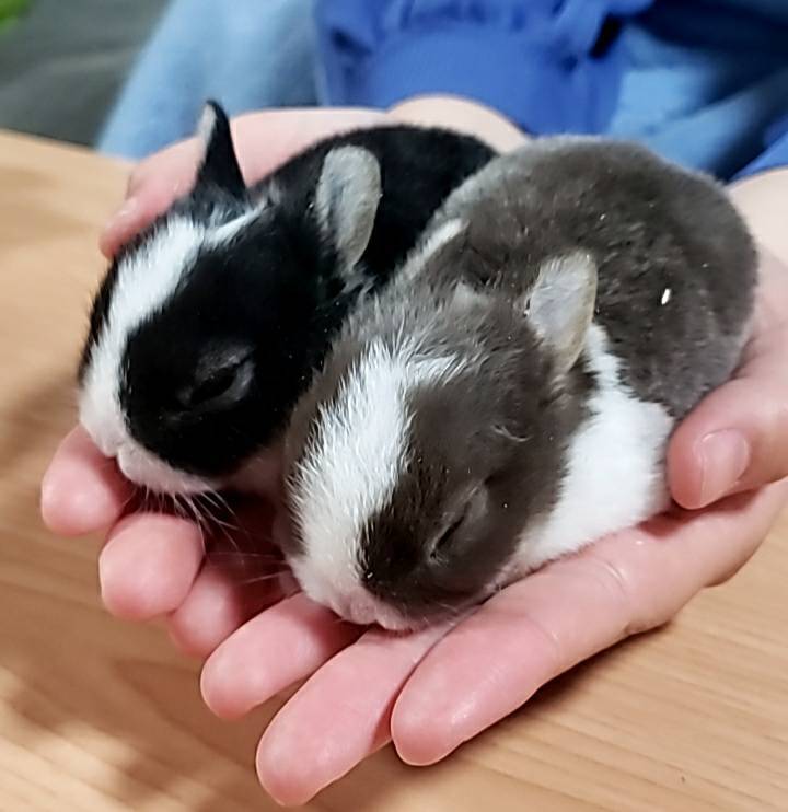 うさぎ店長 ワタナベトーヨー住器のブログ 写真2