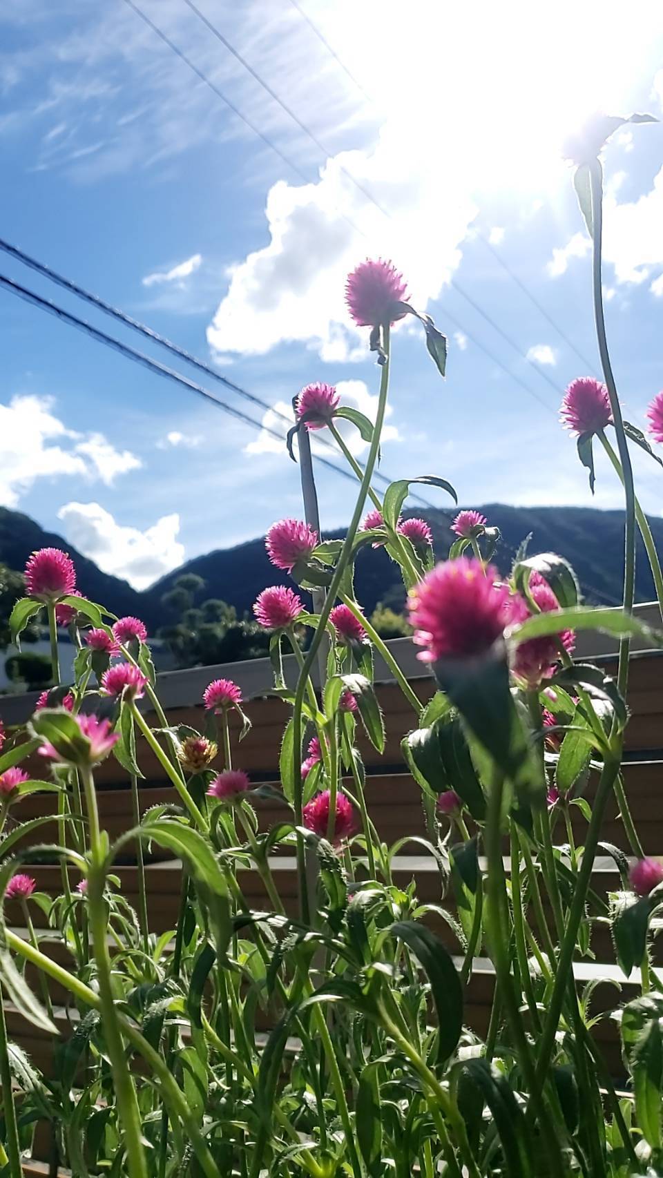 千日紅🌼 ワタナベトーヨー住器のブログ 写真1