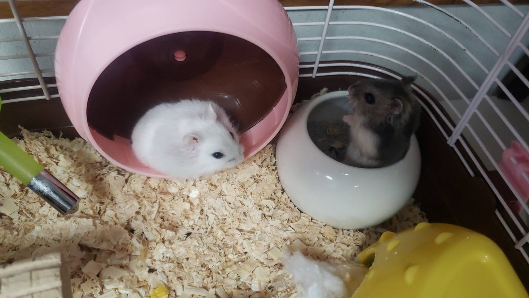 可愛い家族🐹 ワタナベトーヨー住器のブログ 写真1